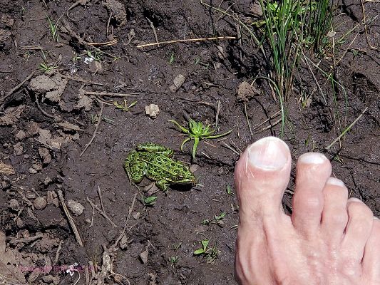 A footnote to froggy and frog toes